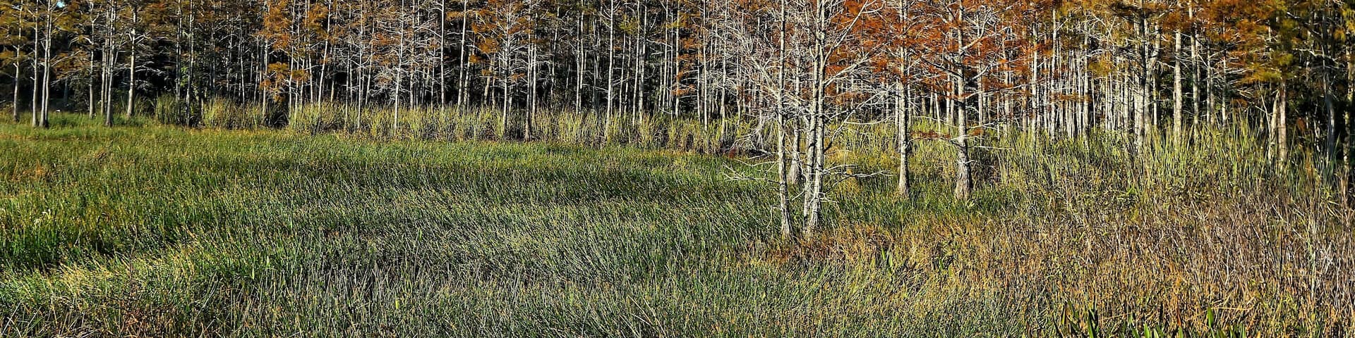 autumn foliage in a cypress swamp