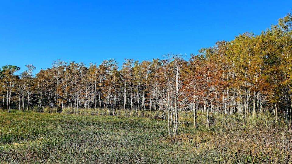 A forest with tall trees and a clear blue sky.