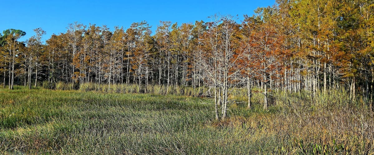autumn foliage in a cypress swamp