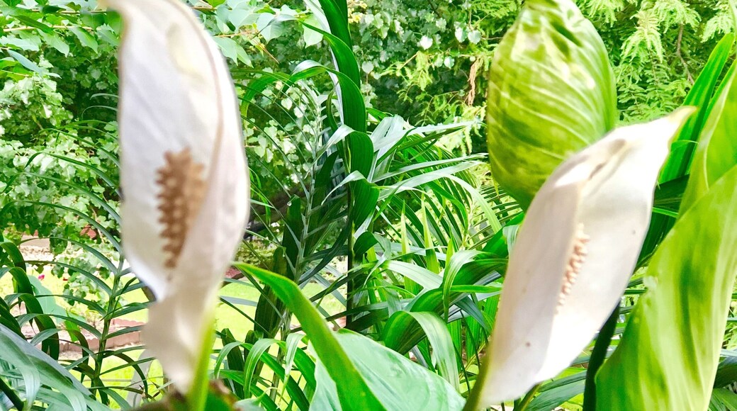 Closet plant out of the closet