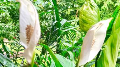 Closet plant out of the closet