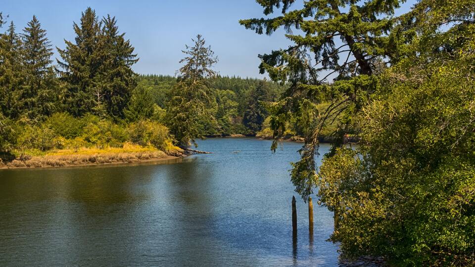 A river surrounded by dense forest and tall trees.