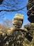 Brimham Rocks