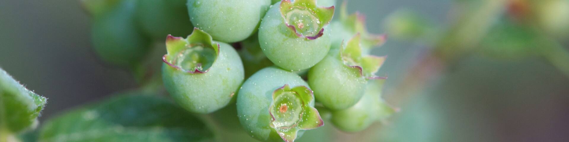 Wild blueberries...not quite ready!