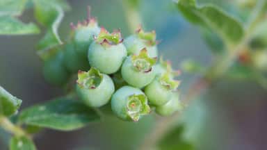 Wild blueberries...not quite ready!