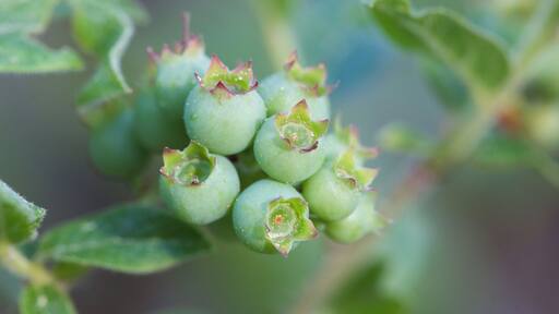 Wild blueberries...not quite ready!