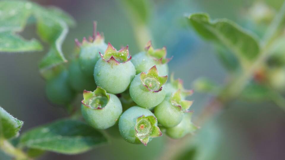 A cluster of green berries with red-tipped buds on a plant with green leaves.