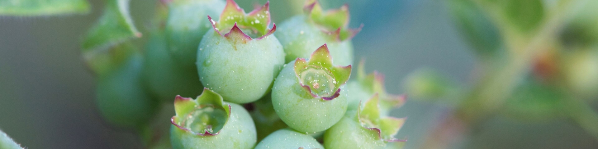 Wild blueberries...not quite ready!