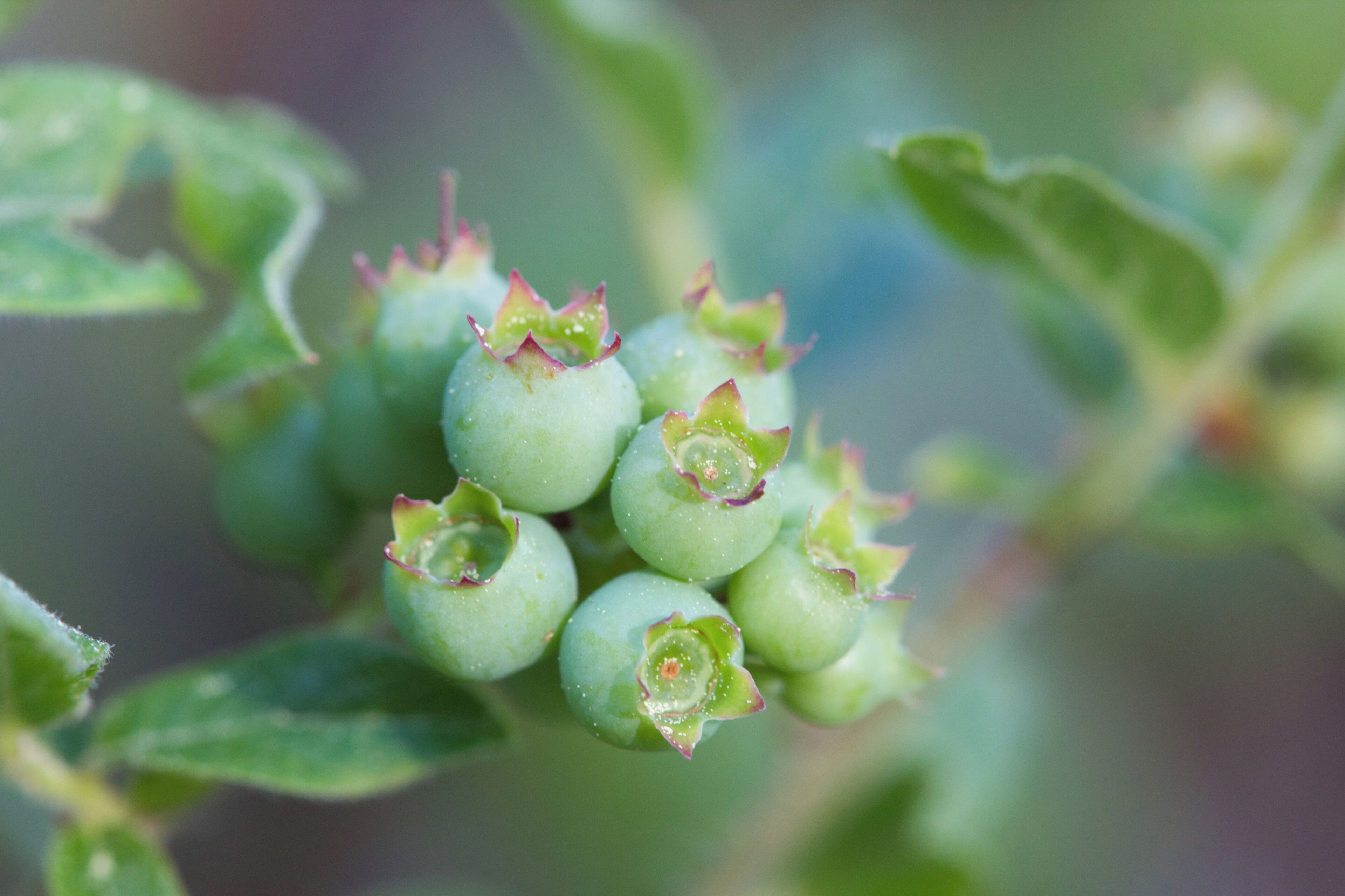A cluster of green berries with red-tipped buds on a plant with green leaves.