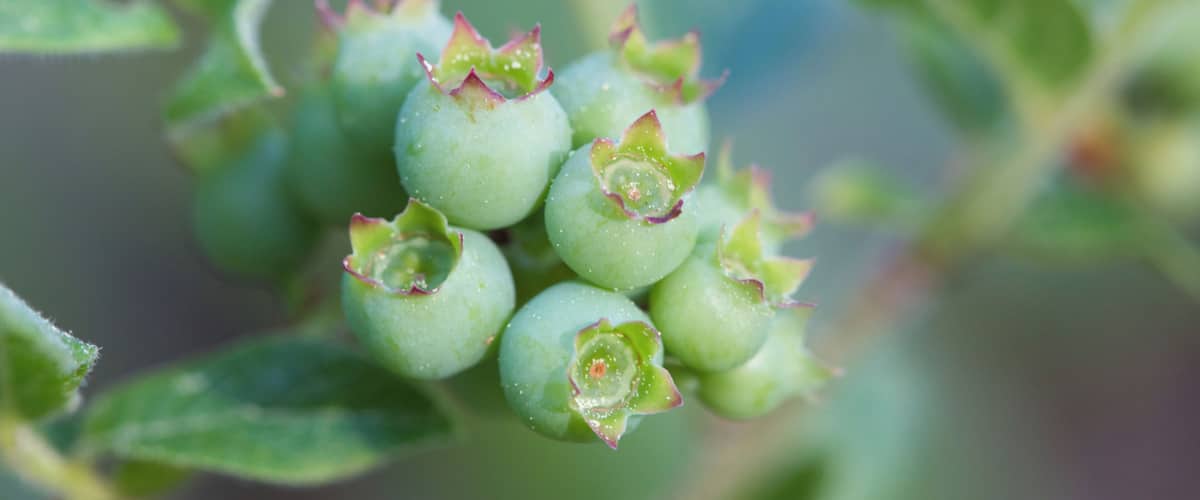 A cluster of green berries with red-tipped buds on a plant with green leaves.