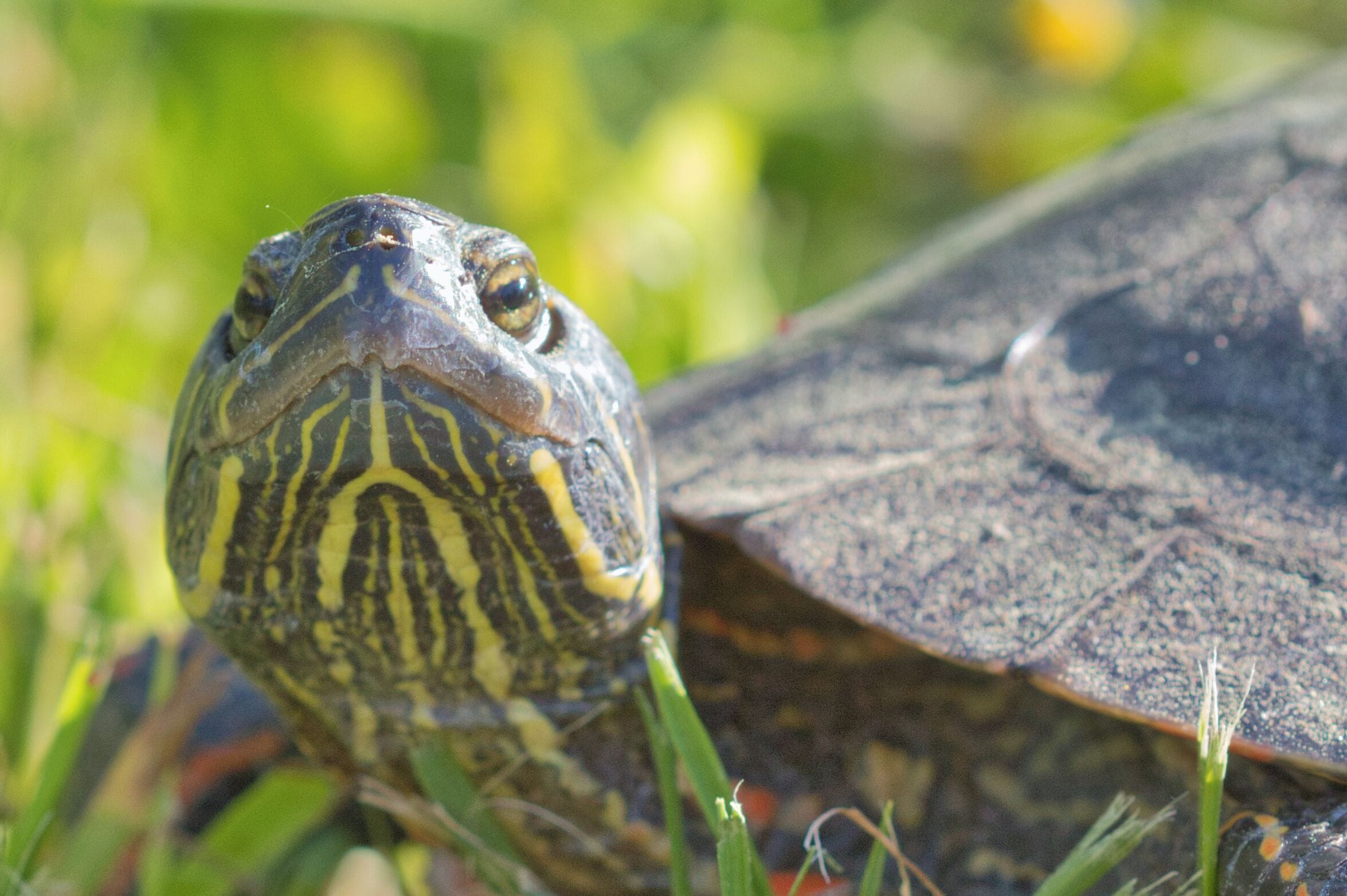 Painted turtle stopped by to say hi.