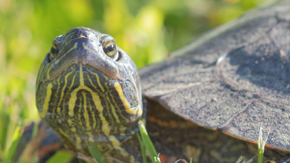 A turtle with a patterned shell and head, resting on grass.