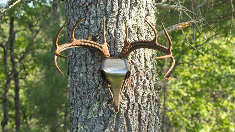 A tree with antlers attached to it.