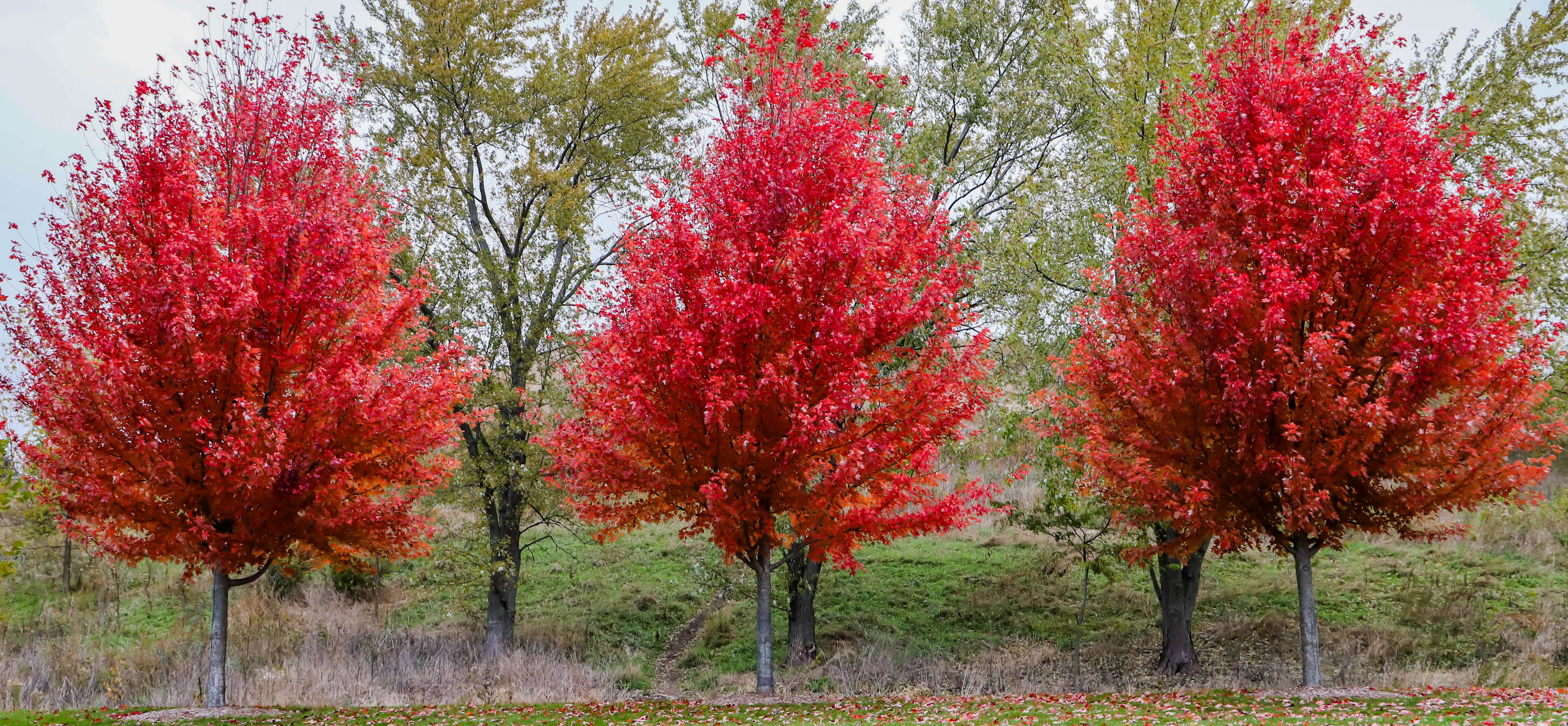 Three trees with red foliage in a grassy field.