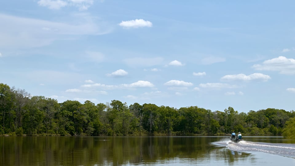 A calm lake with a wake behind a boat, surrounded by dense green forest under a clear sky.