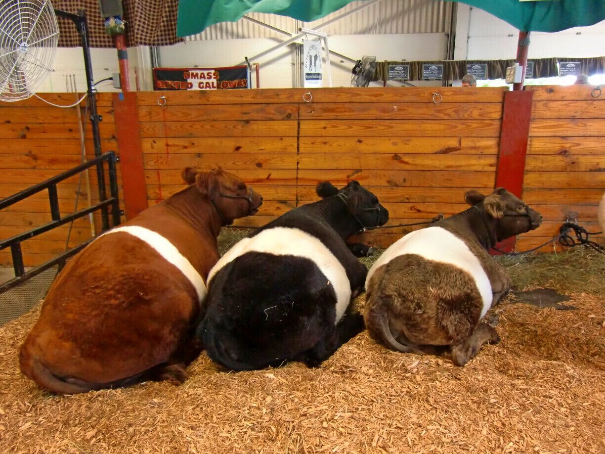 Cows at the Big E.

The Big E or Eastern States Exposition is held every fall in Springfield, Mass for 17 days.  There is a gate fee to get in but the prices vary on the day so if your planning on going, you have the option to check for a cheaper day.  
Even though the name of the fair is 'Eastern States', it features only the New England states: Connecticut, Vermont, New Hampshire, Massachusetts, Maine and Rhode Island.  Each state has it's own building to promote activities, events and businesses, as well as food.  The fair's main purpose is agriculture: animal showings/competitions, tractors, produce.  However, there are plenty of vendors selling fair food and plenty of things to purchase as souvenirs and for your home.  Also, there are plenty of amusement rides for kids and adults.