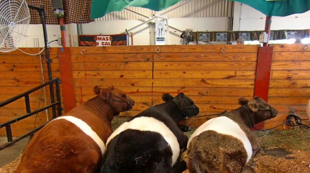 Cows at the Big E.
The Big E or Eastern States Exposition is held every fall in Springfield, Mass for 17 days. There is a gate fee to get in but the prices vary on the day so if your planning on going, you have the option to check for a cheaper day.
Even though the name of the fair is 'Eastern States', it features only the New England states: Connecticut, Vermont, New Hampshire, Massachusetts, Maine and Rhode Island. Each state has it's own building to promote activities, events and businesses, as well as food. The fair's main purpose is agriculture: animal showings/competitions, tractors, produce. However, there are plenty of vendors selling fair food and plenty of things to purchase as souvenirs and for your home. Also, there are plenty of amusement rides for kids and adults.