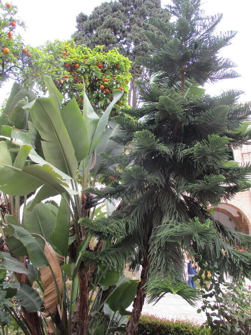 The plantings in the outer courtyard of the Municipal Building.  I was constantly struck by the variety of plants growing side-by-side in many cities in Morocco.  

Shown here is a banana tree, a conifer I am unfamiliar with, and a deciduous tree bearing some sort of fruit (behind the banana tree).  A pine was further in the background.

https://davenotravels.blog