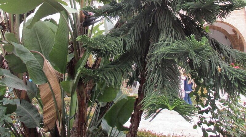 The plantings in the outer courtyard of the Municipal Building. I was constantly struck by the variety of plants growing side-by-side in many cities in Morocco.
Shown here is a banana tree, a conifer I am unfamiliar with, and a deciduous tree bearing some sort of fruit (behind the banana tree). A pine was further in the background.
https://davenotravels.blog