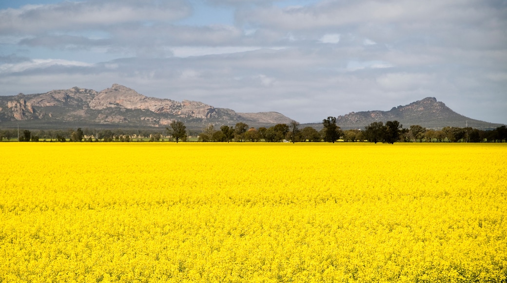 Canola crops at the foothills of the Grampians, Victoria, Australia