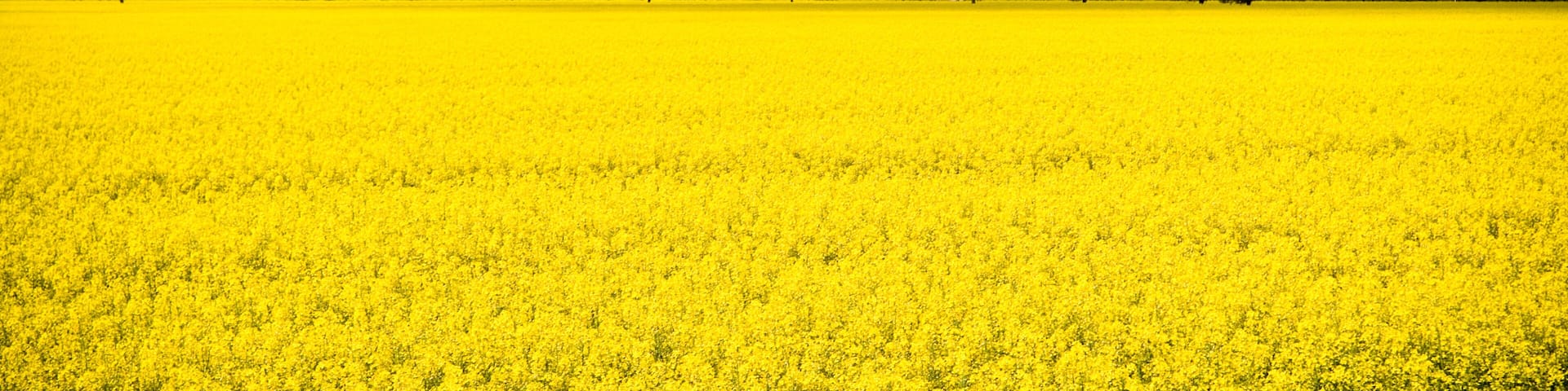 Canola crops at the foothills of the Grampians, Victoria, Australia