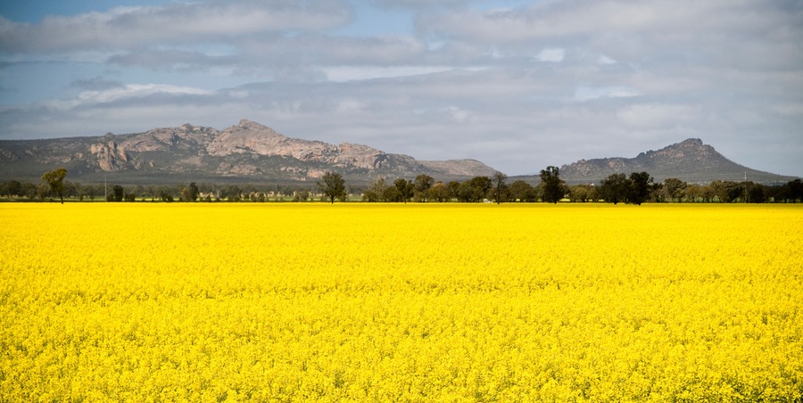 Un extenso campo de flores amarillas con montañas al fondo.