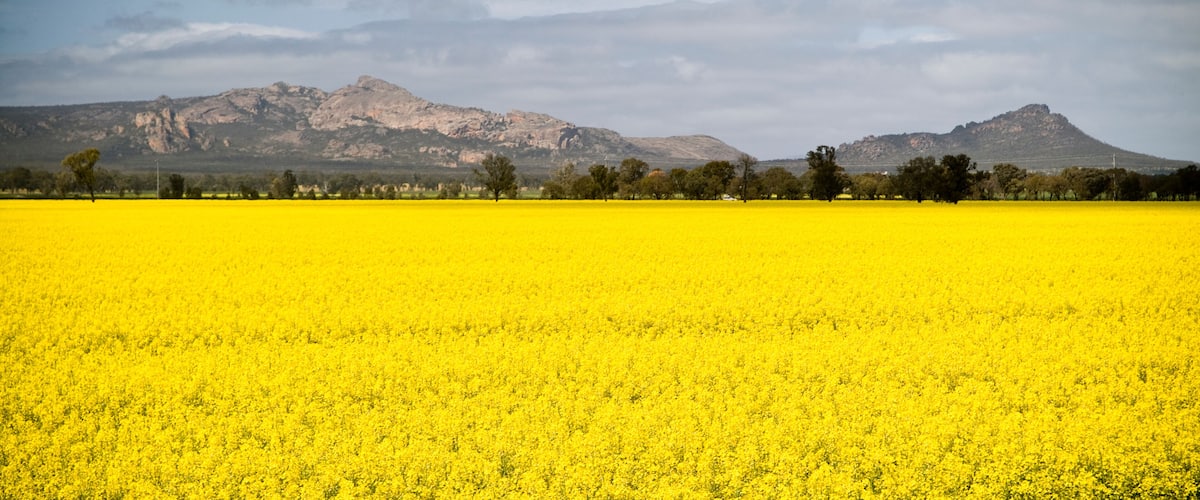 A vast field of yellow flowers with mountains in the background.