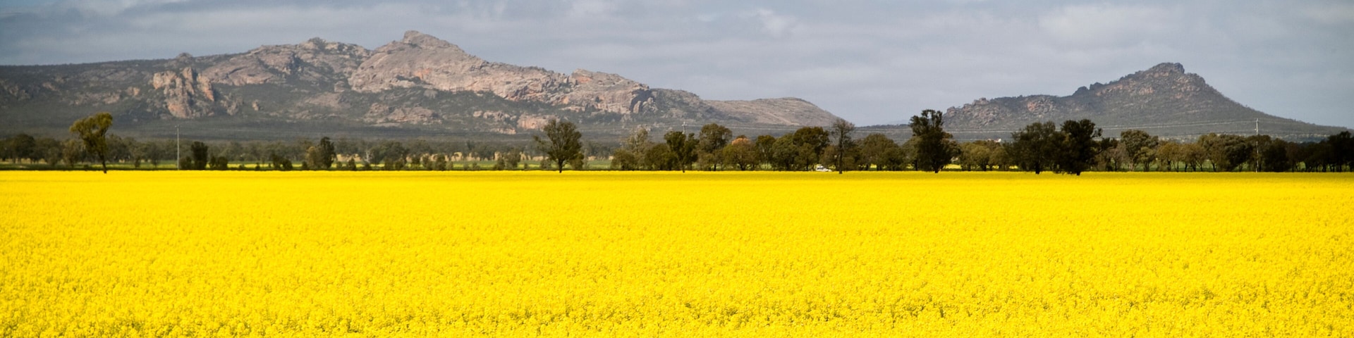 A vast field of yellow flowers with mountains in the background.