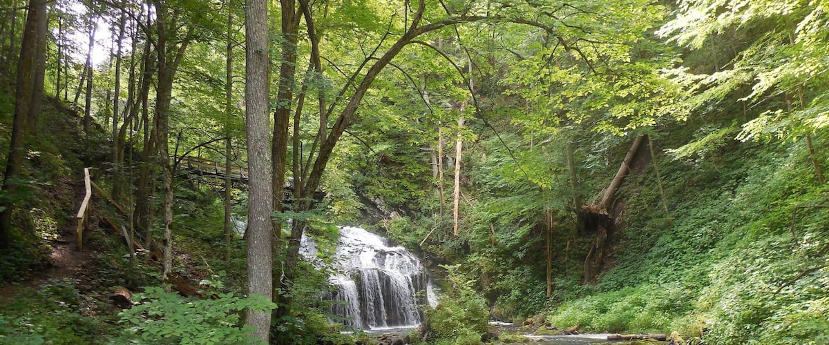 A forested area with a waterfall and a stream.