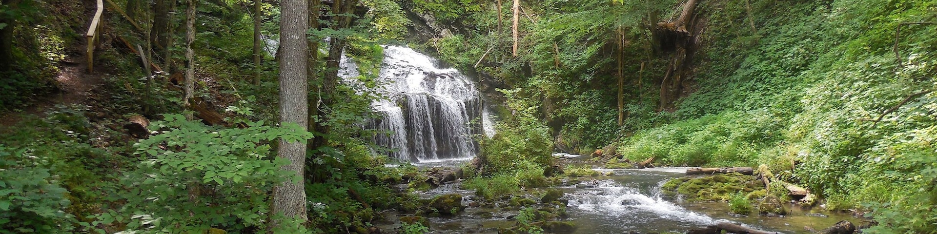 A forested area with a waterfall and a stream.