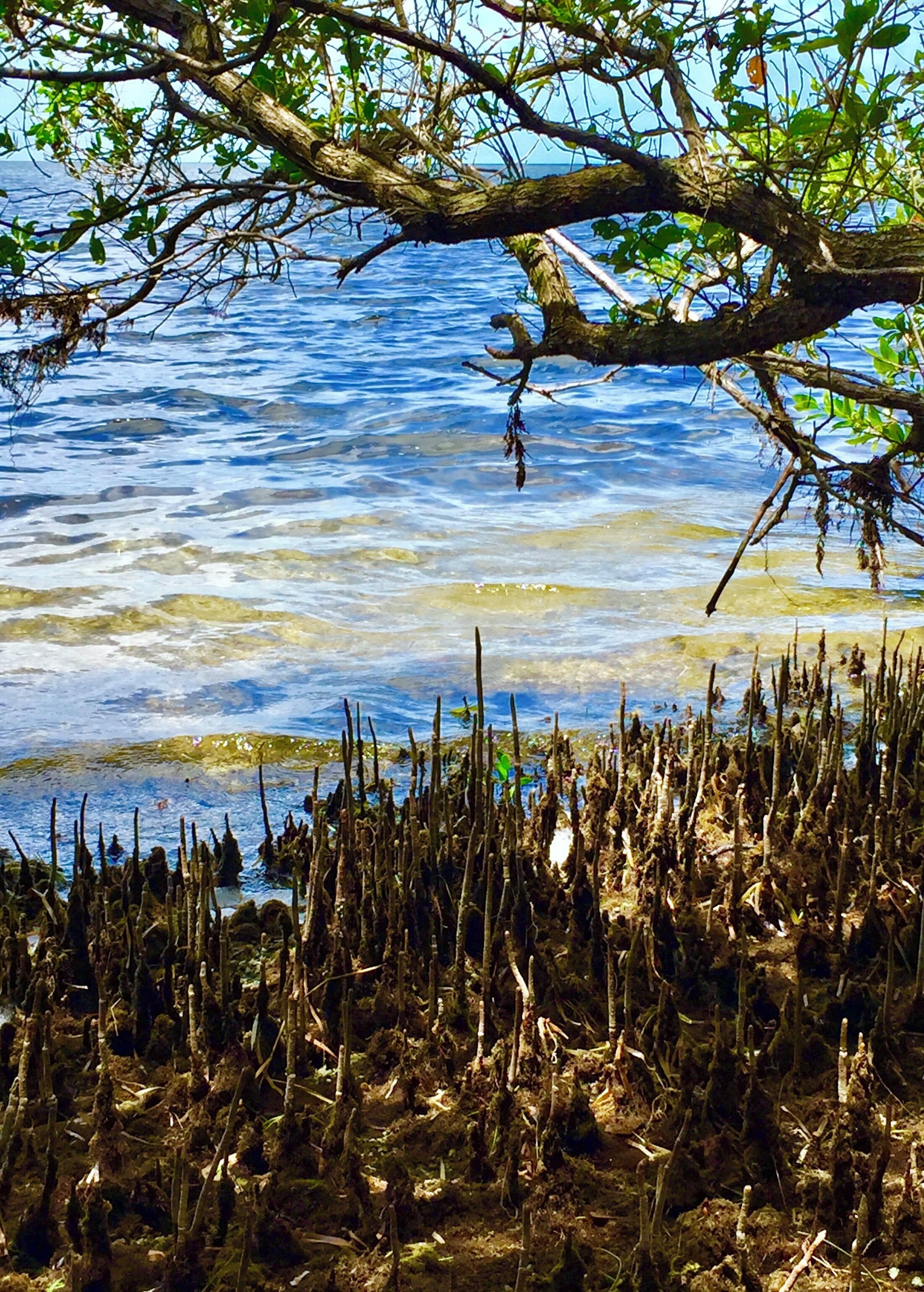 Florida coastal protection with dense mangrove trees and dense root systems #TroverRT
