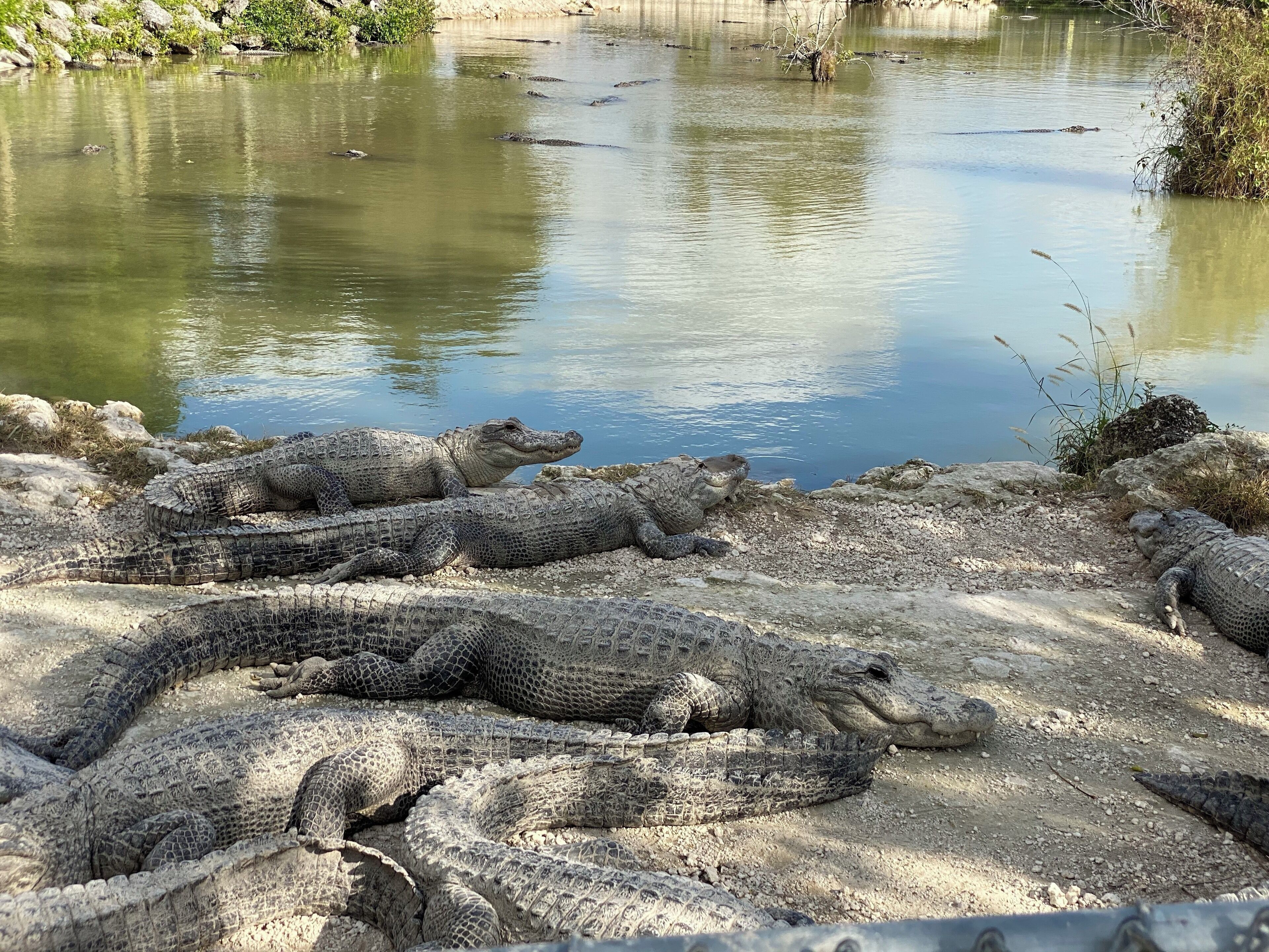 Great time visiting the Everglades FLORIDA...