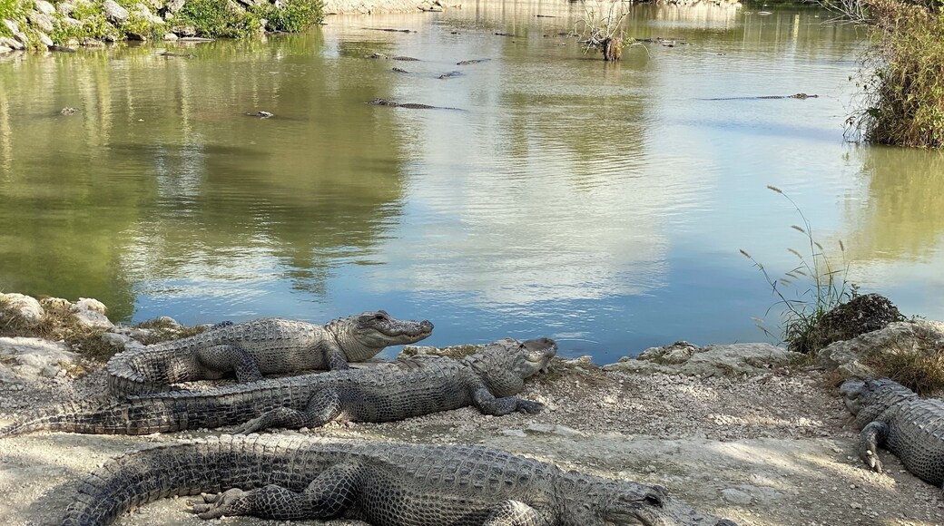 Great time visiting the Everglades FLORIDA...