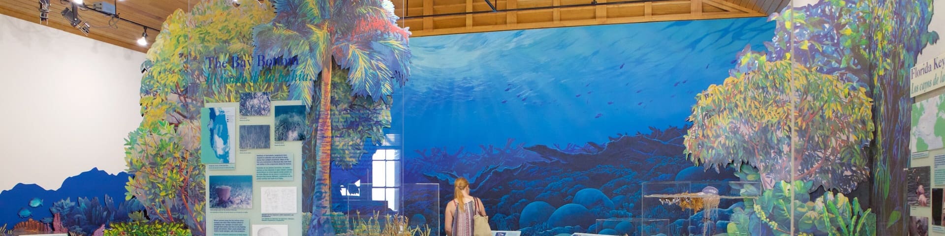 Biscayne National Park showing marine life