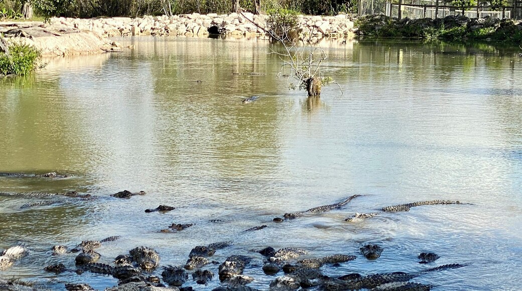 Great time visiting the Everglades FLORIDA...