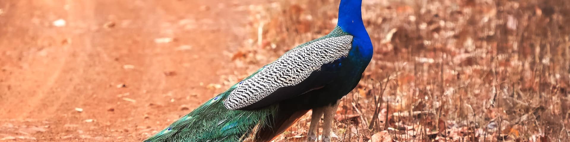 roadside peacock at tadoba tiger reserve in india