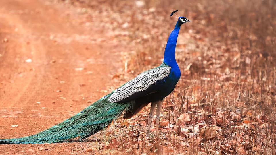 A peacock standing on a dirt path with dry leaves.
