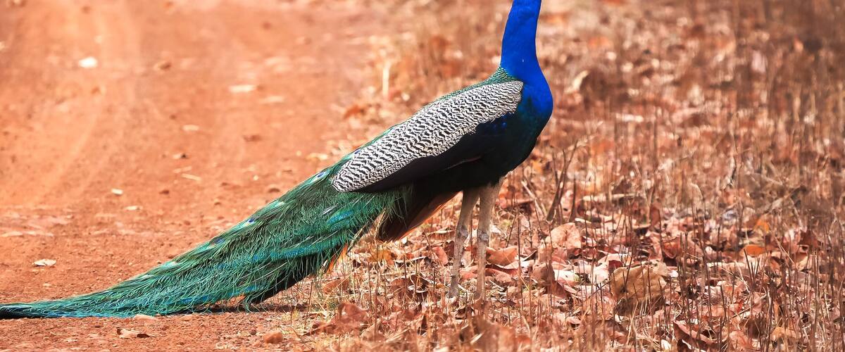 A peacock standing on a dirt path with dry leaves.