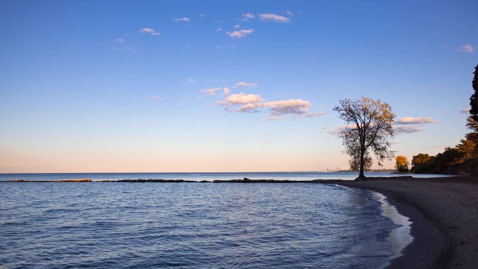 A beach with calm waters, a lone tree, and a clear sky.