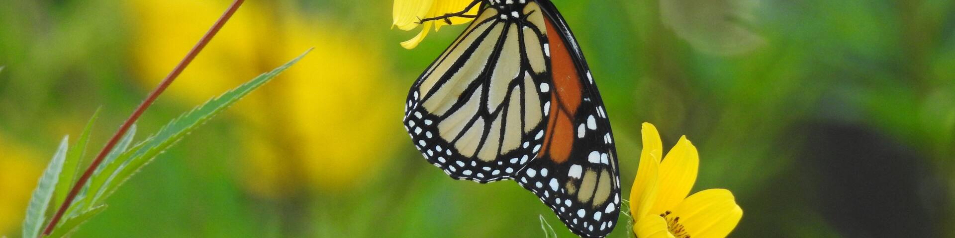 In this scenario, the big #adventure belongs to the butterfly.
The monarch butterflies (Danaus plexippus) are migrating down from Canada to overwintering sites in Mexico.
Right now, large numbers of monarch butterflies are gathering and resting along the northern coast of Ohio after their exhausting trek across Lake Erie.
This unfathomable annual ritual has to be one of the world's most incredible natural occurrences.