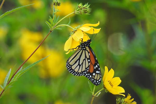 In this scenario, the big #adventure belongs to the butterfly.
The monarch butterflies (Danaus plexippus) are migrating down from Canada to overwintering sites in Mexico.
Right now, large numbers of monarch butterflies are gathering and resting along the northern coast of Ohio after their exhausting trek across Lake Erie.
This unfathomable annual ritual has to be one of the world's most incredible natural occurrences.