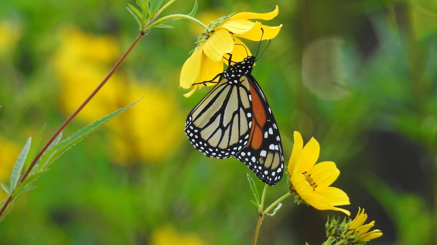 In this scenario, the big #adventure belongs to the butterfly.
The monarch butterflies