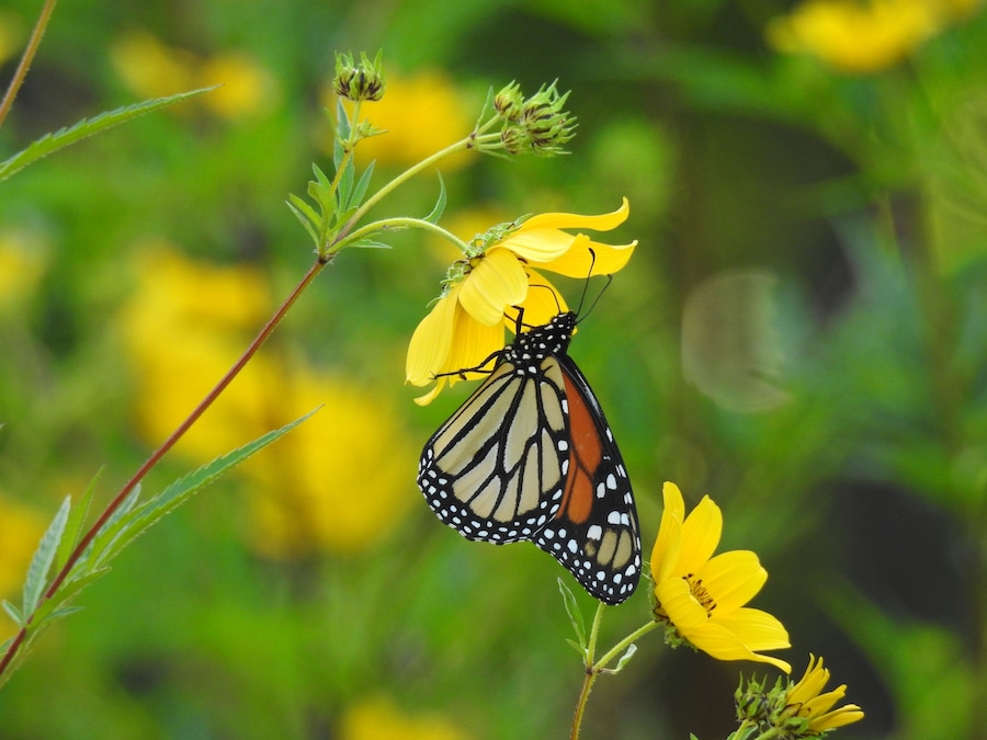 In this scenario, the big #adventure belongs to the butterfly.
The monarch butterflies (Danaus plexippus) are migrating down from Canada to overwintering sites in Mexico.
Right now, large numbers of monarch butterflies are gathering and resting along the northern coast of Ohio after their exhausting trek across Lake Erie.
This unfathomable annual ritual has to be one of the world's most incredible natural occurrences.