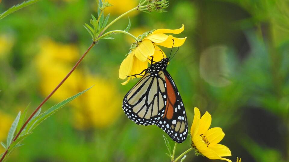 A monarch butterfly on a yellow flower.