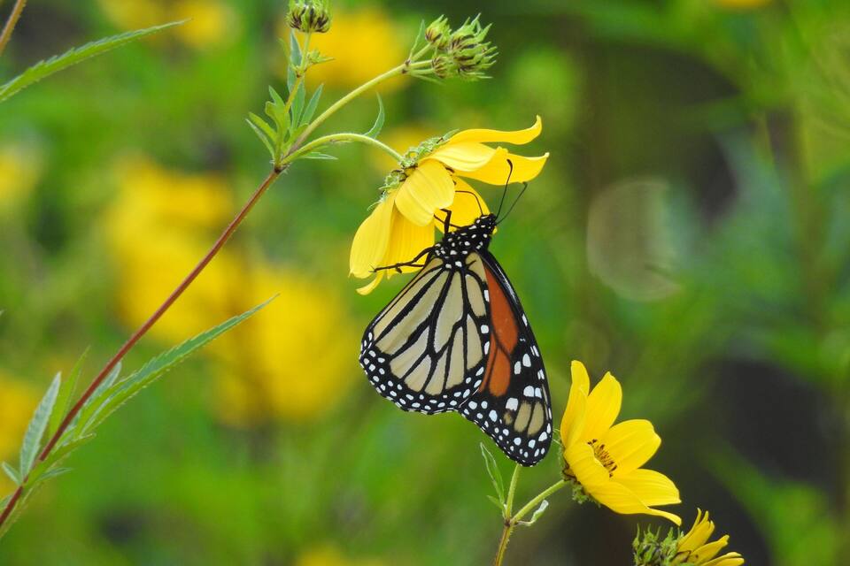 Un papillon monarque posé sur une fleur jaune.