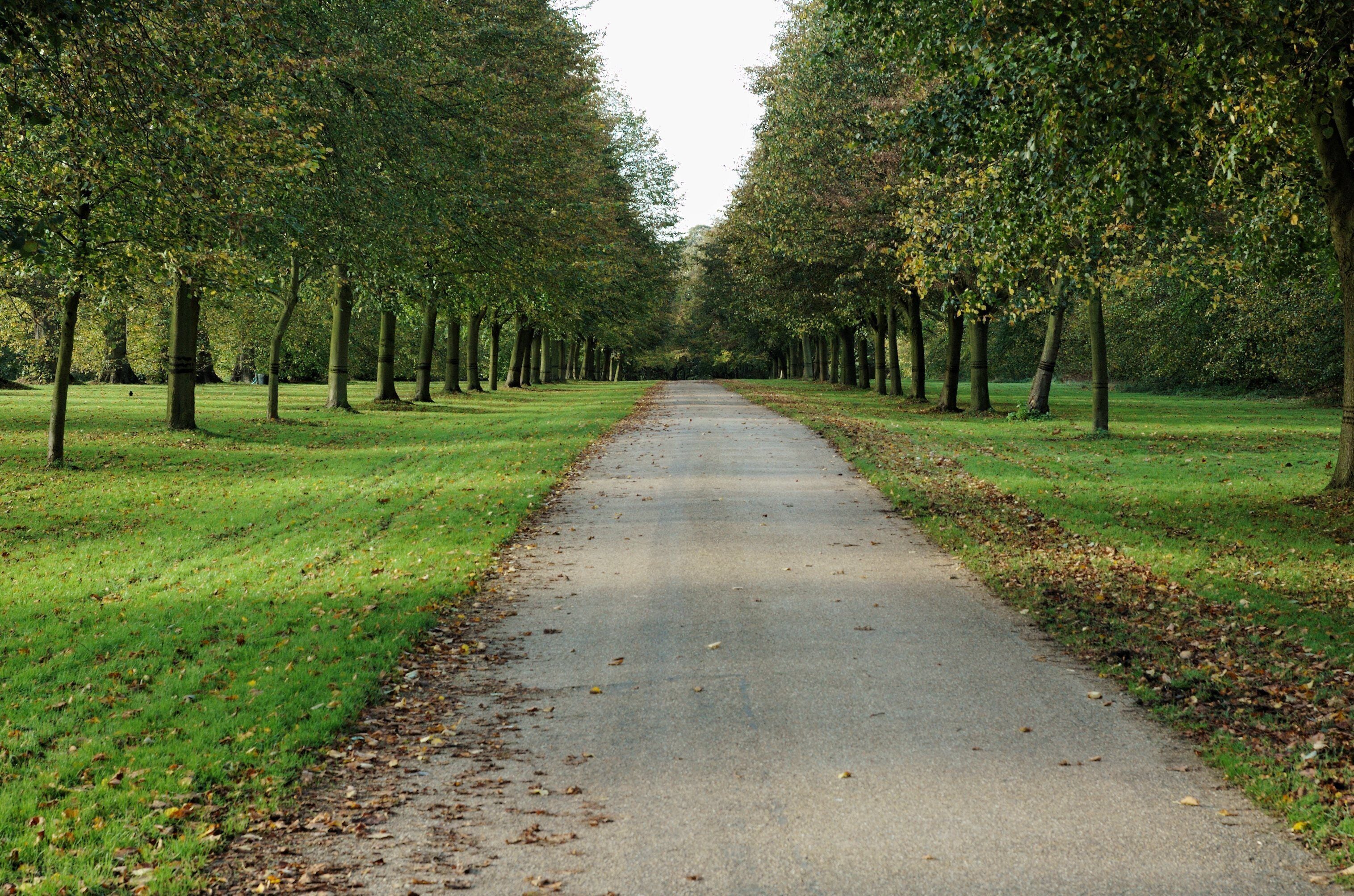 An avenue in Hatfield Park.