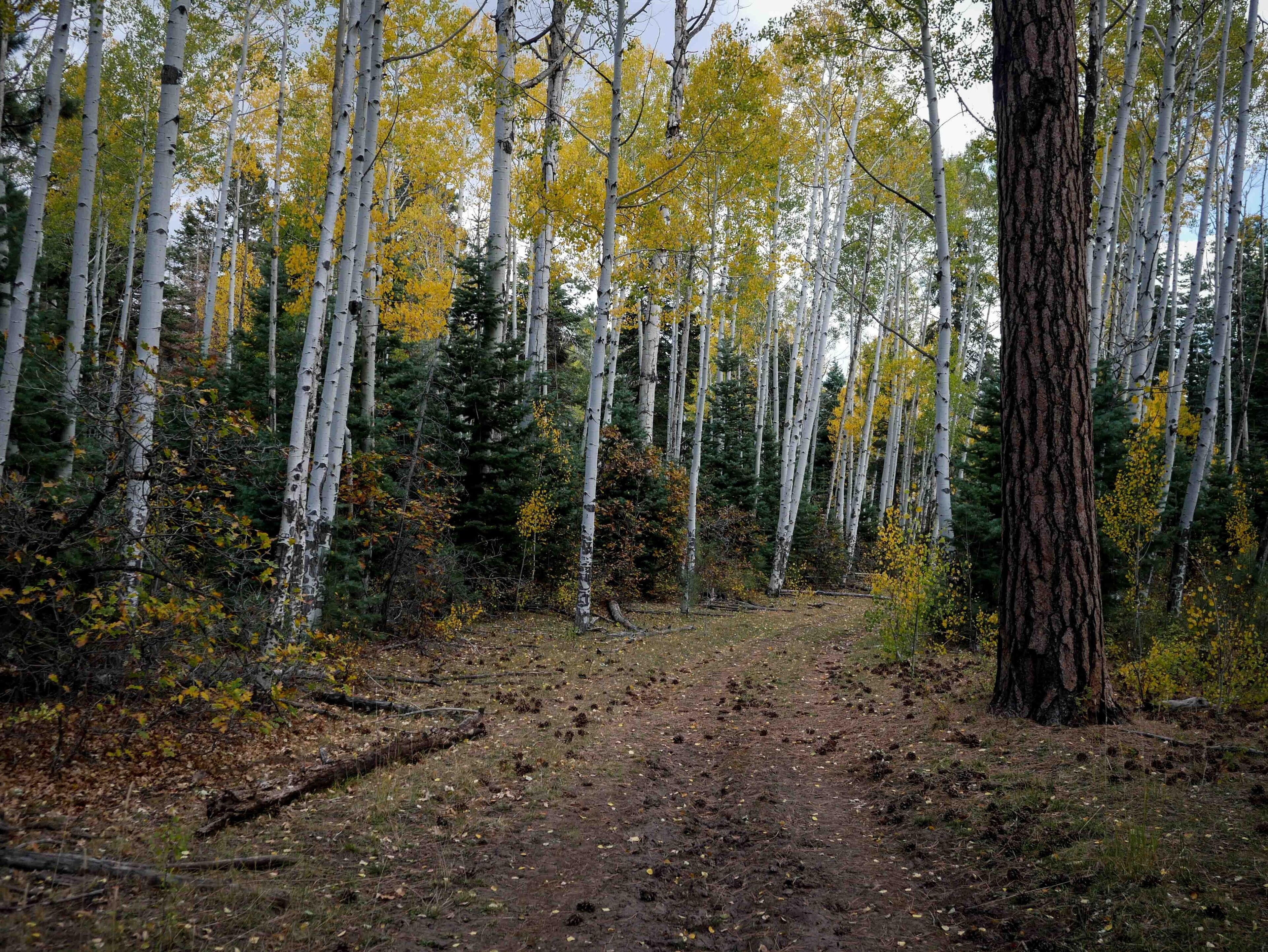 Wide view of Beautiful yellow aspen trees along dirt trail in forest in southern Colorado in autumn