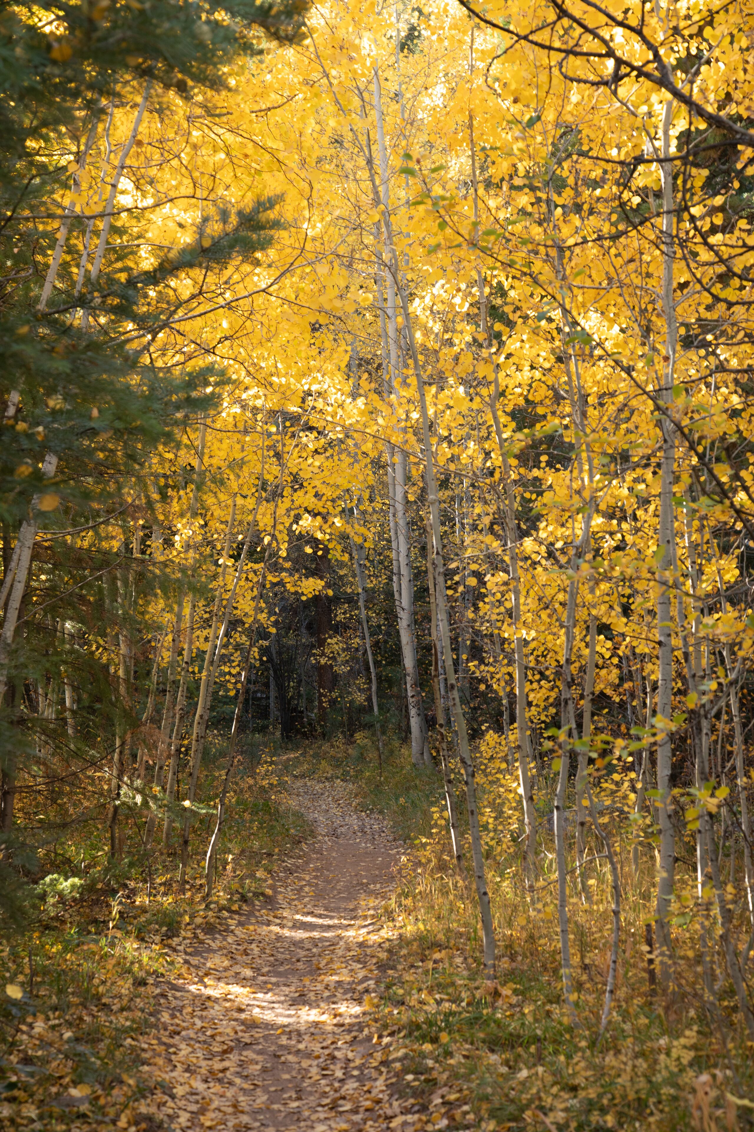 Hiking trail in the Colorado aspens