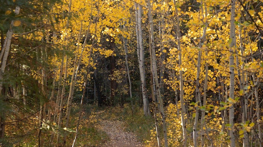 Hiking trail in the Colorado aspens