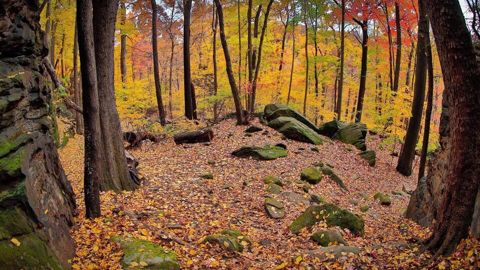 A forest with autumn leaves, rocks, and trees.
